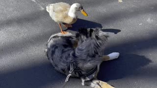 Doggy Rolls Over to Play With Duck