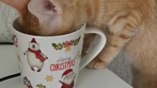 Cat drinks tea from a Christmas mug