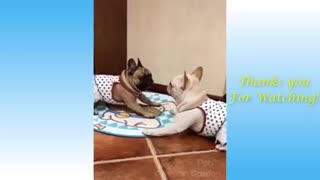 Funny animals acting weird