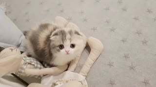 cute kitten videos short leg cat!