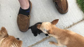 First time meeting the puppy