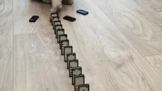 Funny cat playing domino!!!!!