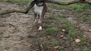 Dog Always Chooses the Big Sticks