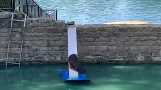 Officers in Texas rescue trapped beaver using makeshift ramp