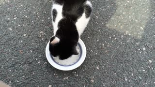 A Cute Cat Eating