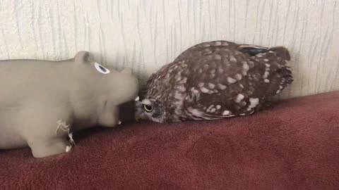 Owl and hippo