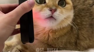 Cat talking over the phone