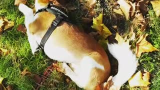 funny dog try not to laugh Jack Russel the funniest dogs