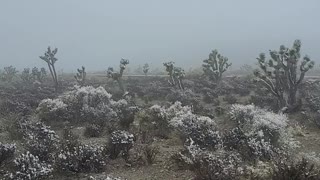 Desert fog