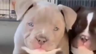Niño se sorprende al ver cachorro pitbull bebe owww