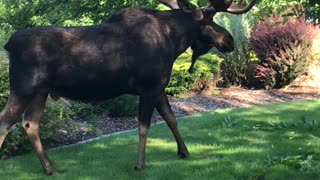 Moose Casually Strolls into Backyard for A Bite