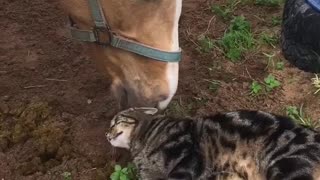 Kitty Has Special Bond With Horse Best Friend