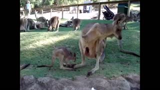 Cute kangaroo 🦘