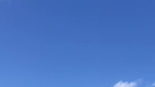 Eagles flying above Lake Erie