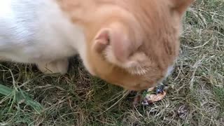 Eating Cat