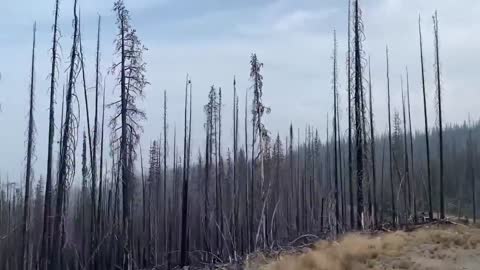 A Short Ride Through A Burnt Forest In Montana