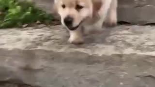 Cute Little Dog Dance