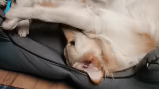 Goofy Doggy Takes Tail Tussle to Bed