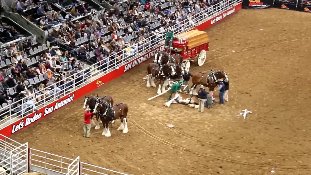 TANGLED UP! The Legendary Budweiser Clydesdale Horses have an ACCIDENT