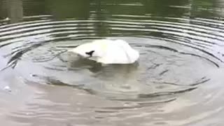 Gorgeous White Swan