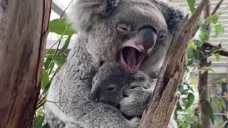 Baby koala with mother