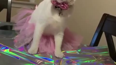 Cat wearing dress | Birthday party outfits