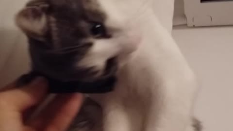 Cat loves to groom himself