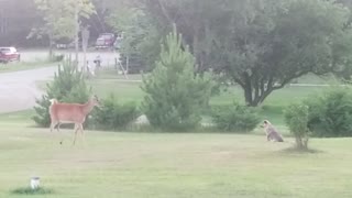 Excited puppy tries to play with wild deer herd