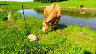Mother cow calls on a complete stranger to rescue her calf
