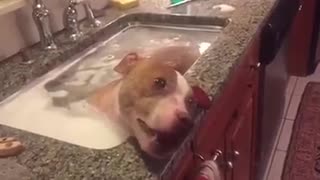 Pit Bull Enjoys Snacks and Relaxing Nap In Tub After Being Rescued