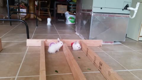 Bunny Race In Town