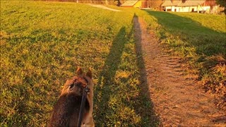 Dog Walking on Grass Field