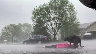 Dog has heartbreaking reaction to owner pretending to faint in the rain