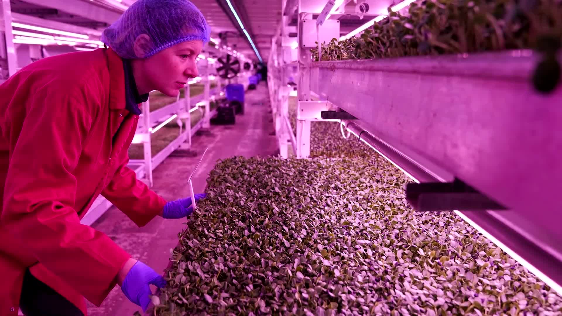 london-air-raid-shelter-becomes-underground-farm