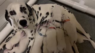 Dalmatian Puppy Has Funny Way Of Nursing