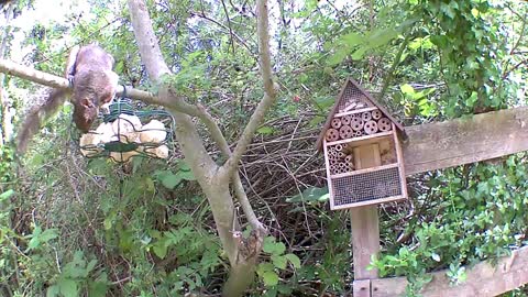Cute squirrel at the birdfeeder at Our Wildlife Oasis - 17th July 2020