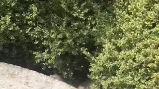 Happy Dog Goes from Bench to Bushes