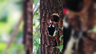 The baby woodpecker is about to emerge from the nest