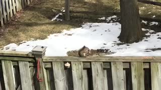 Squirrel eating in my garden?
