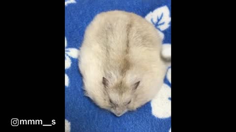 Hamster Enjoys Brushing Session