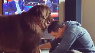Mutual grooming session between doggy and owner will crack you up
