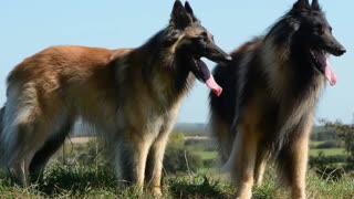 Biggest Guard Dogs🐕- Top 10 Biggest Guard Dogs in the World!