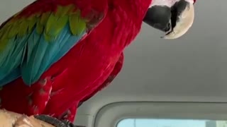 parrot talking funny,parrot funny moments,parrot sounds