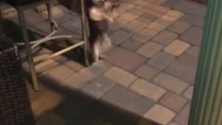 Dancing teacup puppy has some serious moves!