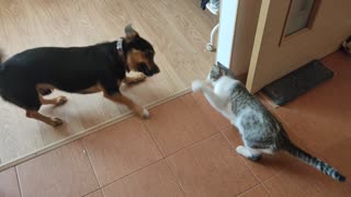 Epic Cat and Dog Fight!