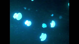 Mesmerizing dance from jellyfish