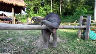 Cute Baby elephant sleeping with his tongue out , super cute