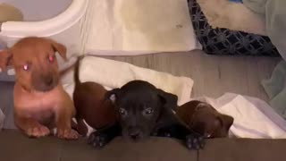 Rescue Puppies