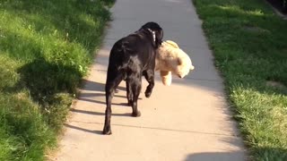 Dog takes stuffed animal with him for his walk