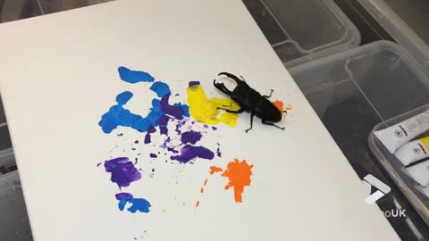 Stag Beetle Paints
